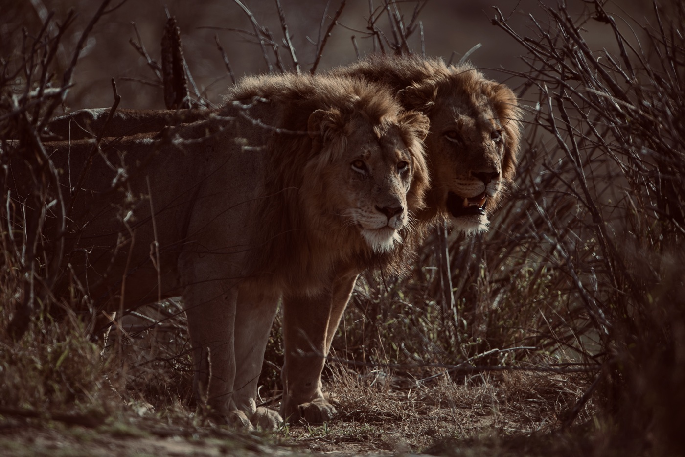 Friendly Budget Safari Serengeti Lion